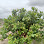 My Cashew nut 350 Hectares Logo