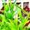 House of Jasmine Logo