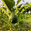 Root Farm Cambodia Logo