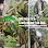 SJH Nursery & Landscaping Sdn. Bhd. Logo