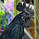 កសិដ្ឋានមាន់ខ្មៅ / Black Chicken Farm Cambodia Logo