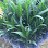 Lee Nursery: Anak Benih Kelapa Sawit | Oil Palm Seeding Logo