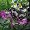 Butterflies Garden Restaurant logo