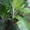 Baja Foliar Bina Aziz Logo