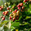 Khmer Coffee beans wholesaler Logo