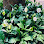 ផ្ទះជីសរីរាង្គ Home organic fertilizer Logo