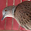 Phum Toul Logo