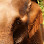 Elephant Valley Project Logo